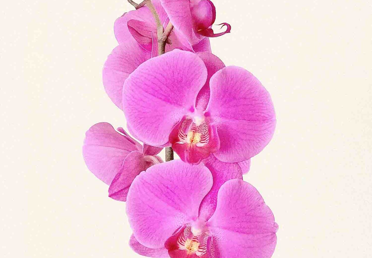 0037288 lovely orchids dandella in cylindrical vase