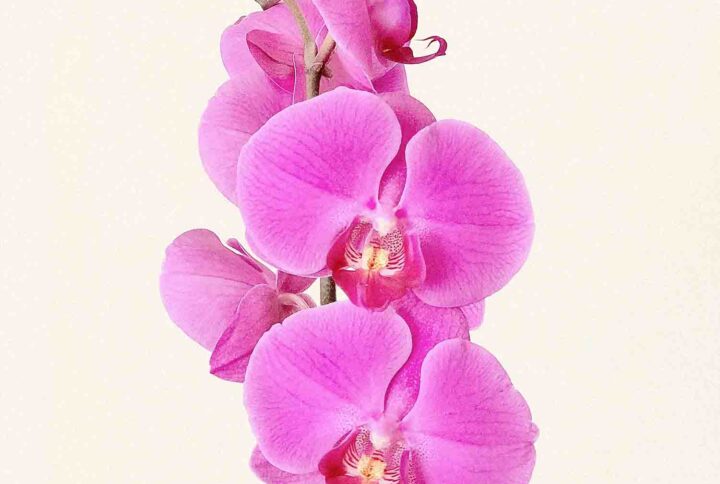Basic Orchid Fertilization