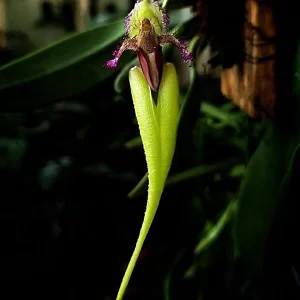 Bulbophyllum Fascinator Semi Alba3