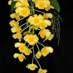Dendrobium chrysotoxum Custom