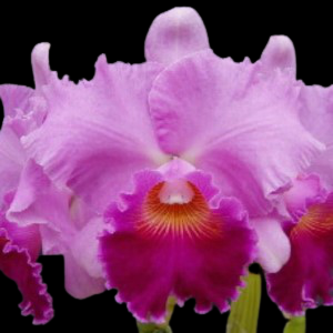 Bonanza-Queen-Panamint Orchid