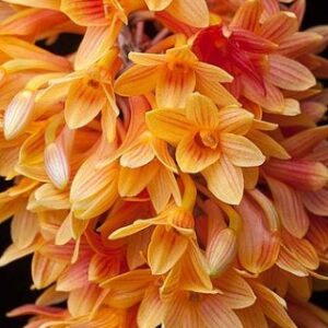 Dendrobium Hyb Usitage Orange Phone