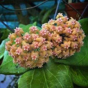 Hoya-chuniana-flowers (Custom)