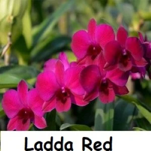 LADDA RED