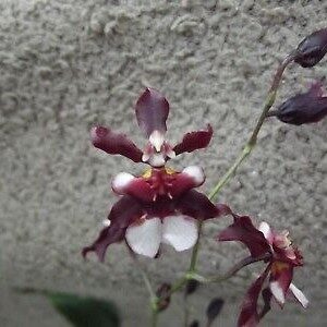 Oncidium Jairak Fragrance Mon Tho orchid plant Custom 1
