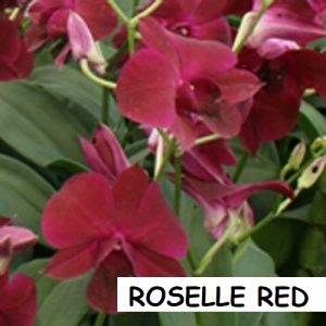 ROSELLE RED 1