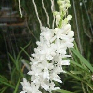 Rhyncodenia Rhynchorides Magic Wand alba Orchid plant species Custom 1