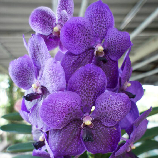 Vanda robert delight blue sdl 1