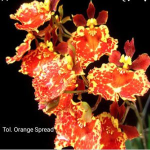 tolumnia orange spread