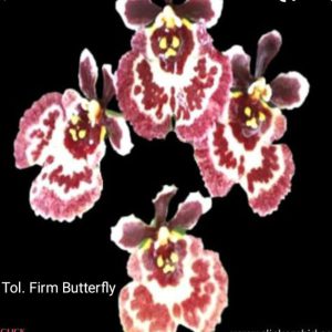Tolumnia Firm Butterfly