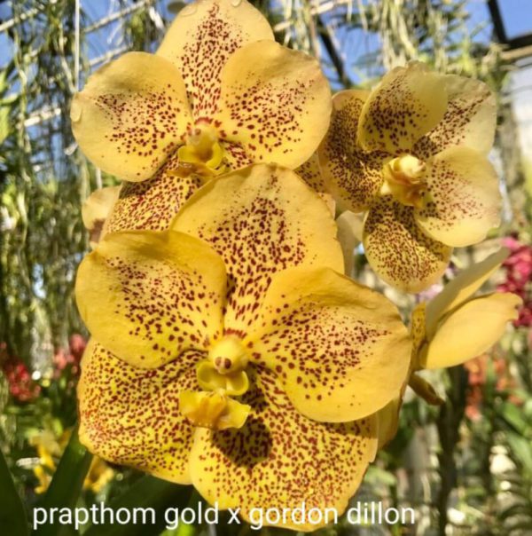 prapthom gold x gordon dillion