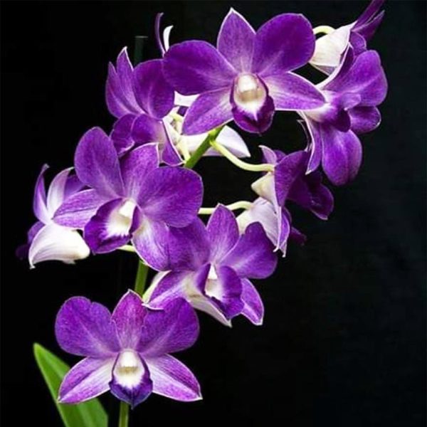 dendrobium airy blue