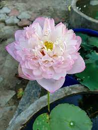 lotus Amiry camellia