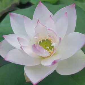 lotus boli gongzhu