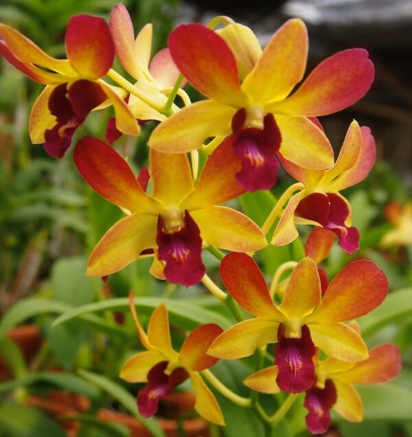 den.brown yellow