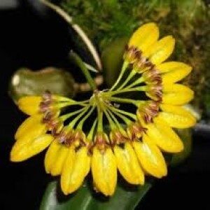 Bulbophyllum Retusiusculum