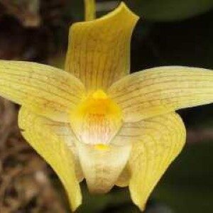 Bulbophyllum Orectopetalum
