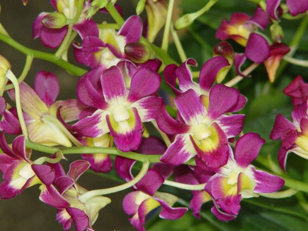 dendrobium burana sunshine x ruby red