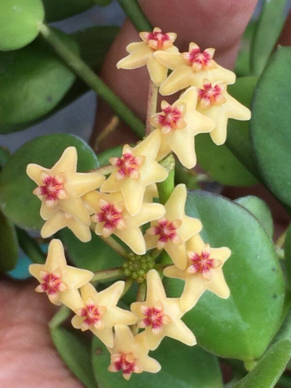 hoya collina