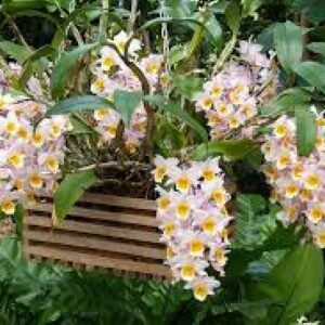 Dendrobium Farmeri White