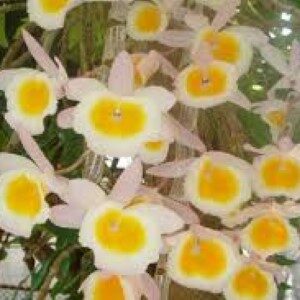 Dendrobium Primulinum Laos