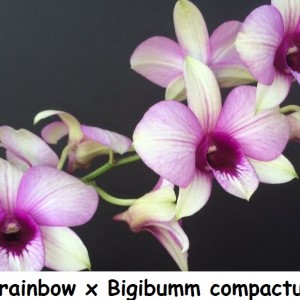 dendrobium apichart rainbow x bigibumm compactum Custom