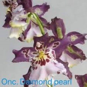 Onc.Diamond Pearl
