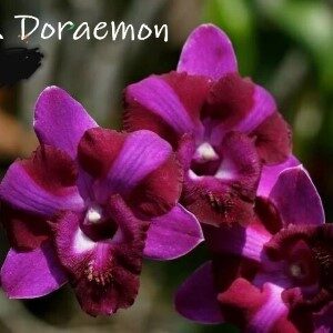 doremon Custom 1