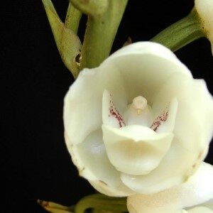 dove orchid Custom 1