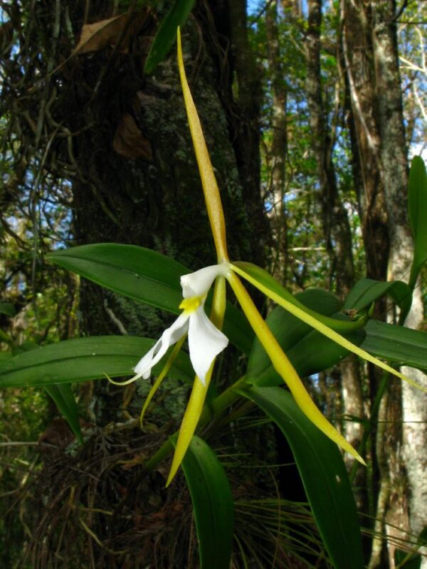 epidendrum nocturnum