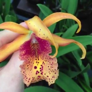 z Out Of Stock Catt.Frances Fox Fire Flame Dayaz Orchidarium