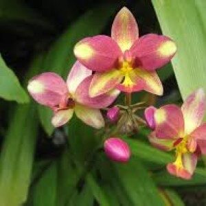 ground-orchid-pink-fancy-website (Custom)