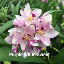 Spathoglottis Purple White Sweet