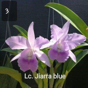 jiarra blue Custom