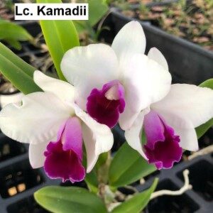 kamadii (Custom)