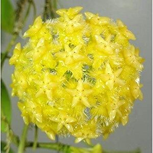 hoya mindorensis yellow