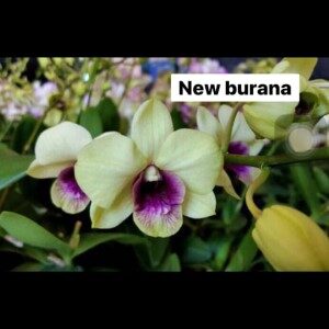 Den.new burana(seedling)