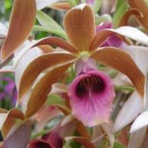 nun’s hood orchid (Custom)