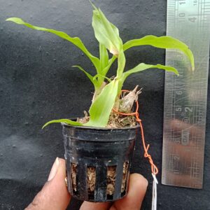 onc. chysis