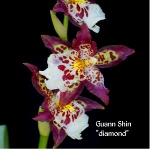 onc.guan shin diamond Custom 1