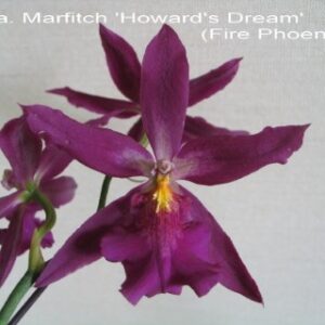 onc.marfitch howards dream (fire phoenix) (Phone)
