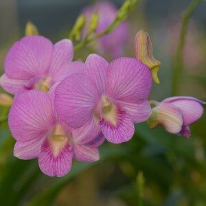 orchid den.star stripe pink Custom 1