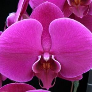 phal.lianher super red (Phone)