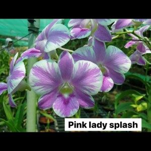pink lady splash