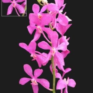 pink mokara orchid Phone 1 1