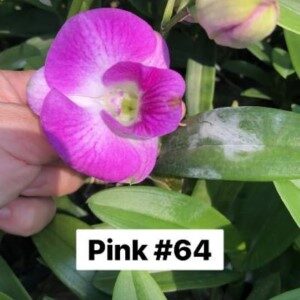 pink#64