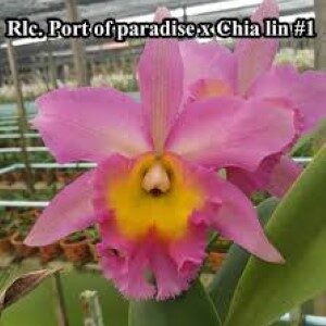 Catt. Port of Paradise X Chialin #1