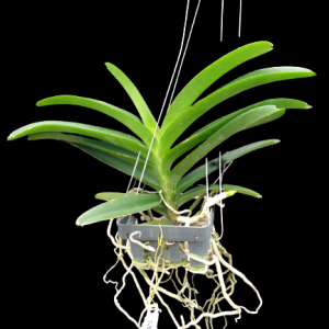 prapawan orchid