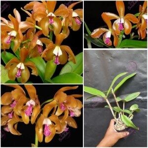 cattliya porphyroglossa orchid