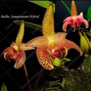 z Out Of Stock: Bulbophyllum Sumatranum Hybrid | Dayaz Orchidarium